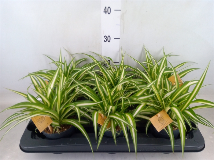 <h4>Chlorophytum com. 'Ocean'</h4>