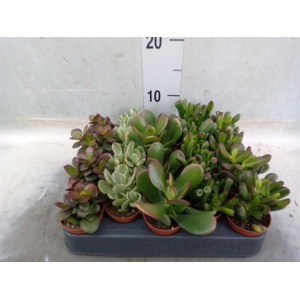 Crassula   ...mix