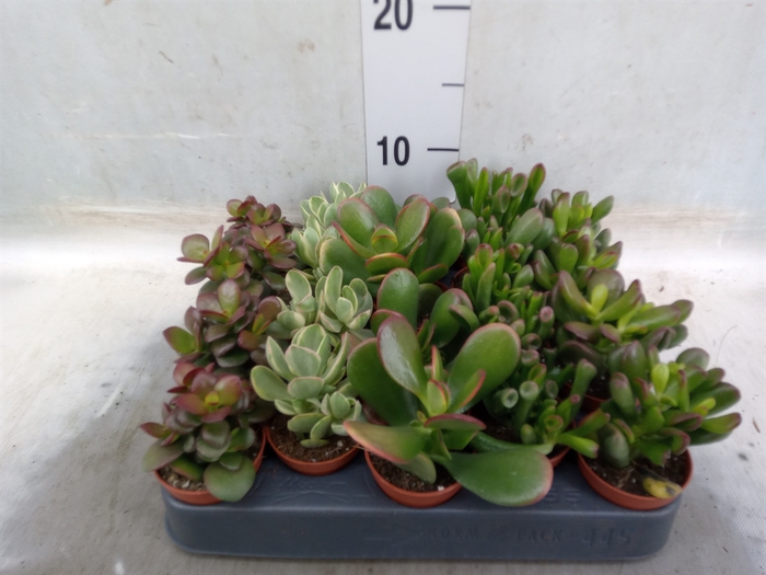 <h4>Crassula   ...mix</h4>