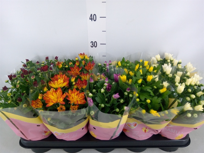 <h4>Chrysanthemum   ..mix 7</h4>
