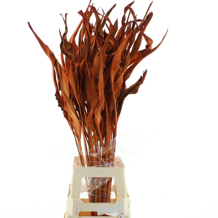 <h4>Dried Strelitzia Leafs Orange</h4>