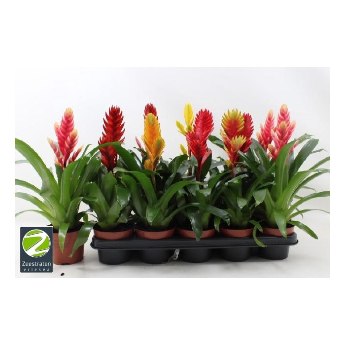 <h4>VRIES GEM 6 SRT</h4>