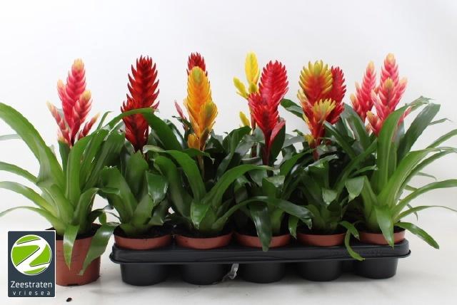 <h4>VRIES GEM 6 SRT</h4>