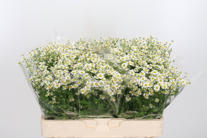 <h4>Tanacetum Pa Single Vegmo</h4>