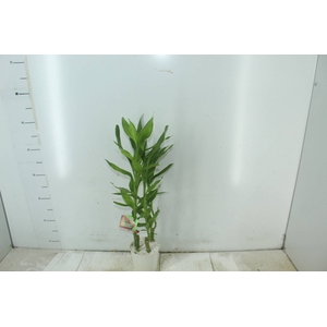 DRACENA LUCKY BAMBOO P12
