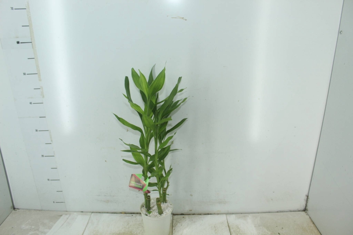 <h4>DRACENA LUCKY BAMBOO P12</h4>
