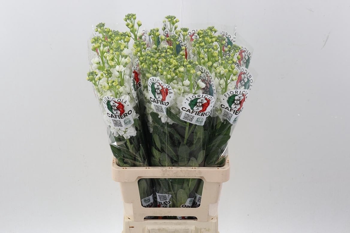 <h4>Matth Iron White</h4>