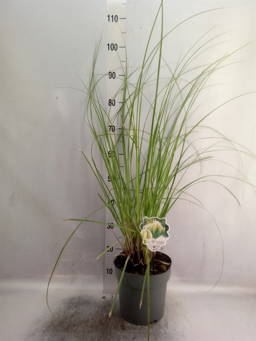 <h4>Cortaderia sell. 'Pumila'</h4>