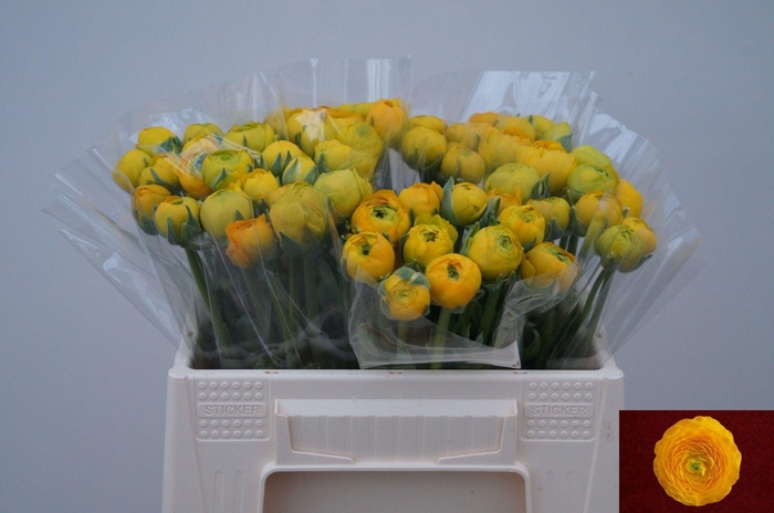 <h4>RAN EL YELLOW</h4>