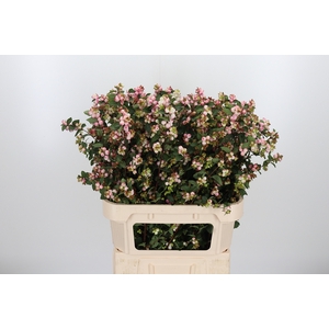 Symphoricarpos Charm Fantasy