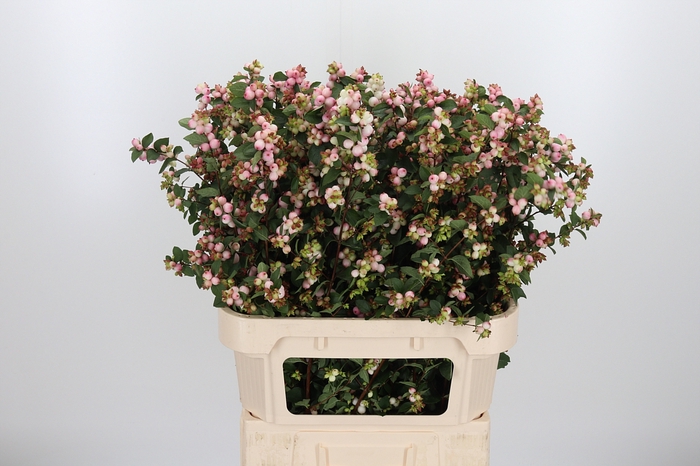 <h4>Symphoricarpos Charm Fantasy</h4>