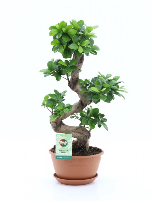 <h4>Ficus Ginseng</h4>