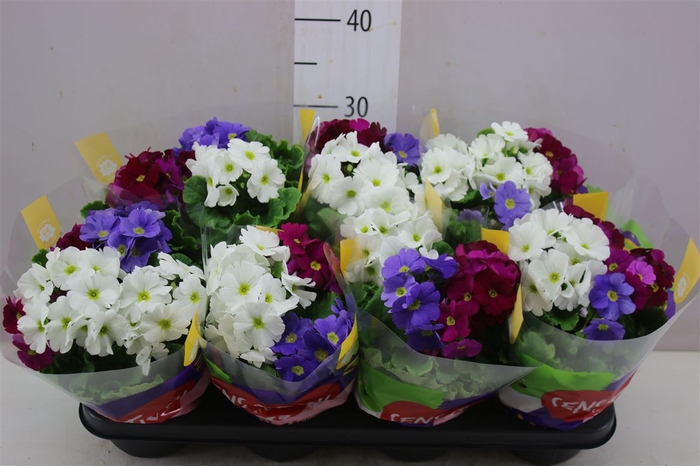 <h4>Primula Ob Touch Me Sensation</h4>