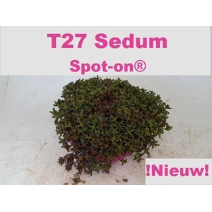 SEDUM SPU SPOT D ROS