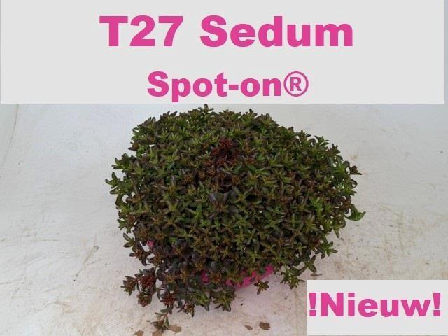 <h4>SEDUM SPU SPOT D ROS</h4>
