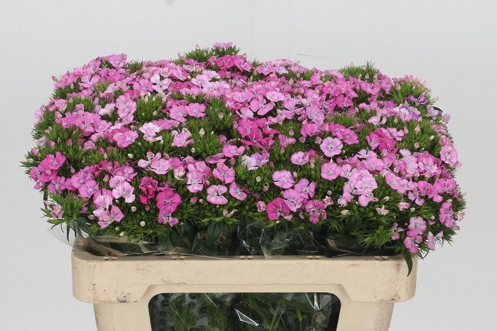 <h4>DI BARB AM ROSE</h4>