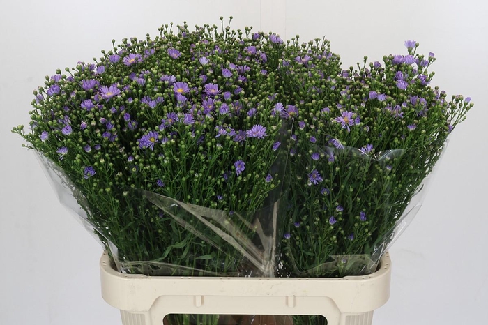 <h4>Aster Cassandra</h4>