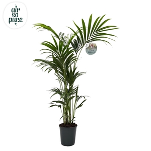 KENTIA - P24 H180 - 6PP - Air So Pure (howea forsteriana)
