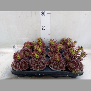 Sempervivum   ...mix