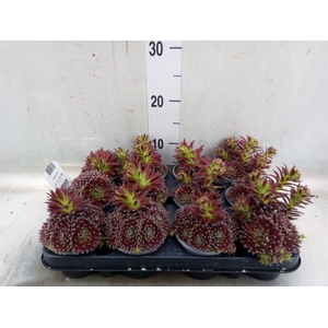 Sempervivum   ...mix