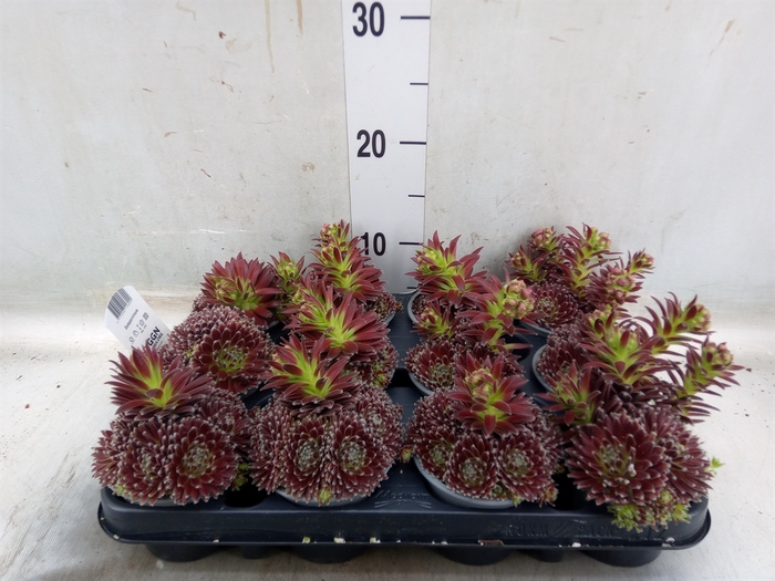 <h4>Sempervivum   ...mix</h4>