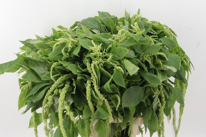 <h4>Amar Ca Viridis</h4>