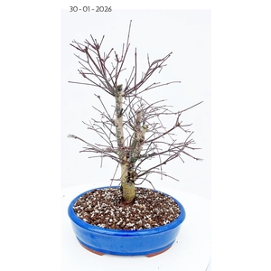 Acer palmatum deshojo, pot 31cm.