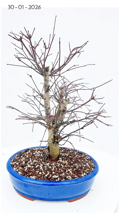<h4>Acer palmatum deshojo, pot 31cm.</h4>