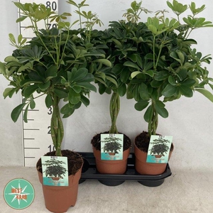 Schefflera arb. Compacta 19Ø 85cm 3pp