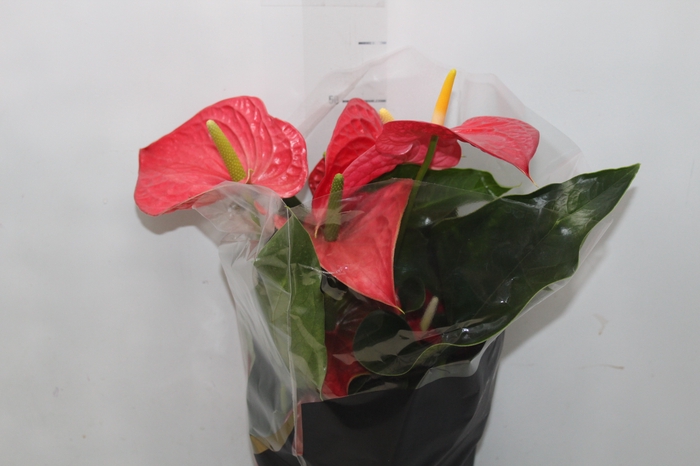 <h4>ANTHURIUM MICHIGAN P17 PREMIUM</h4>