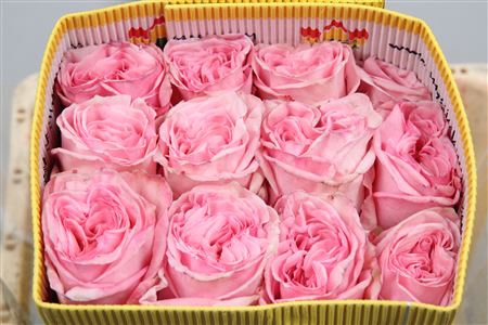 <h4>R Gr Pink O'hara Ec</h4>