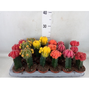 Gymnocalycium mihanov. 'Brasil'