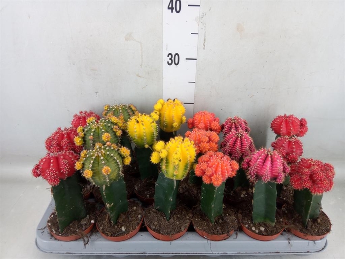 <h4>Gymnocalycium mihanov. 'Brasil'</h4>