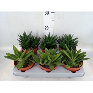 Aloe   ...mix