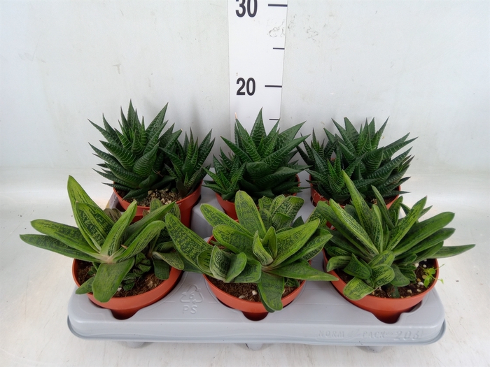<h4>Aloe   ...mix</h4>