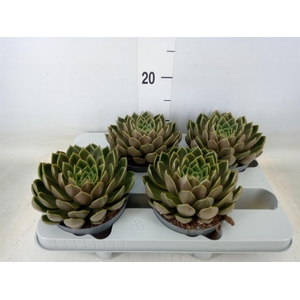 Echeveria   ...not flowering