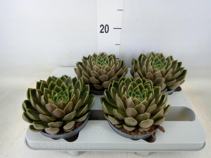 <h4>Echeveria   ...not flowering</h4>