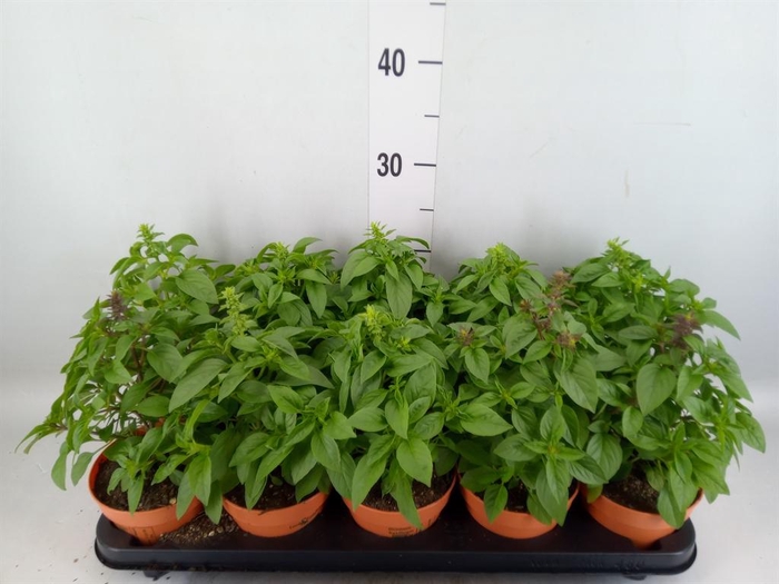 <h4>Ocimum   ...</h4>