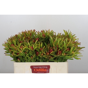 Leucadendron Ayoba Cherry Pearl
