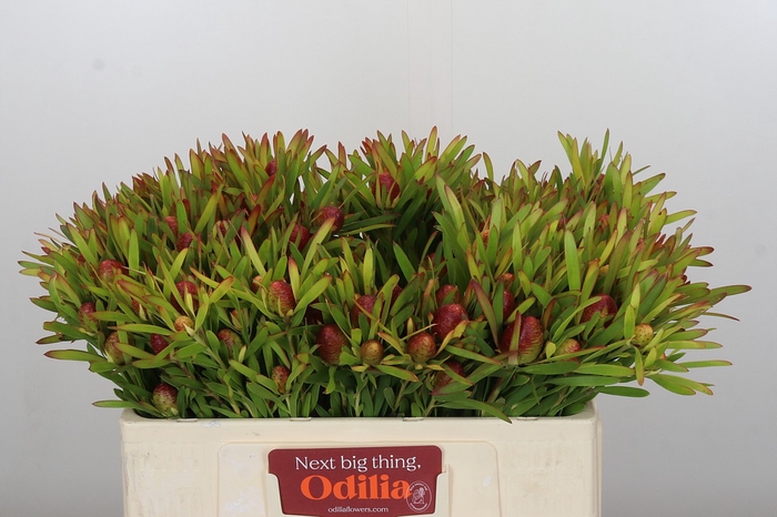 Leucadendron Ayoba Cherry Pearl