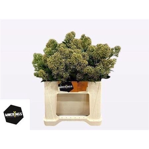 Skimmia J Snow White Bs