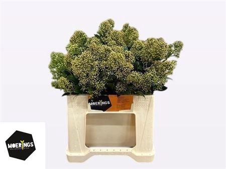 <h4>Skimmia J Snow White Bs</h4>