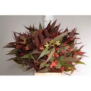 Euca Robusta Rood Abs