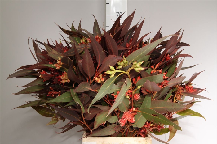 <h4>Euca Robusta Rood Abs</h4>