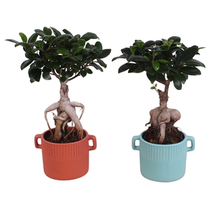 Ficus Mi Ginseng Keramiek