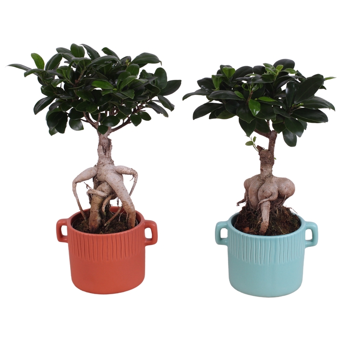 <h4>Ficus Mi Ginseng Keramiek</h4>