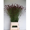 SANG OFFICINALIS