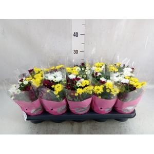 Chrysanthemum  'Stream'  ..mix pot