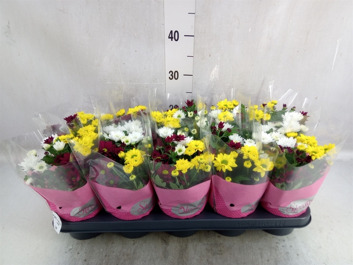 <h4>Chrysanthemum  'Stream'  ..mix pot</h4>