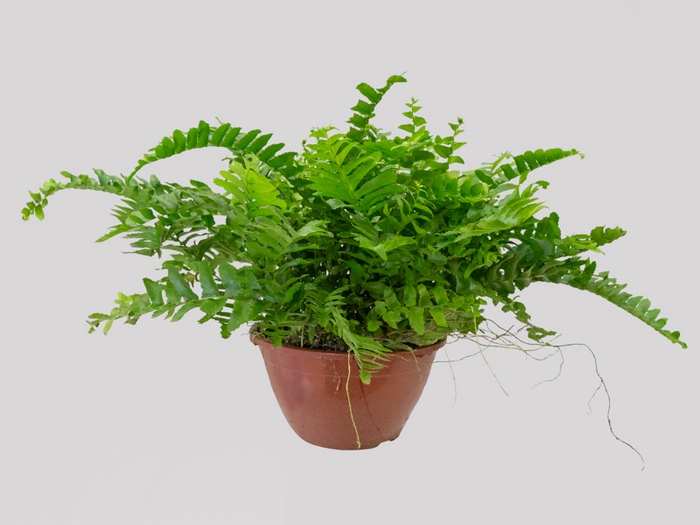 <h4>SAMAMBAIA DALLAS MINI C18</h4>